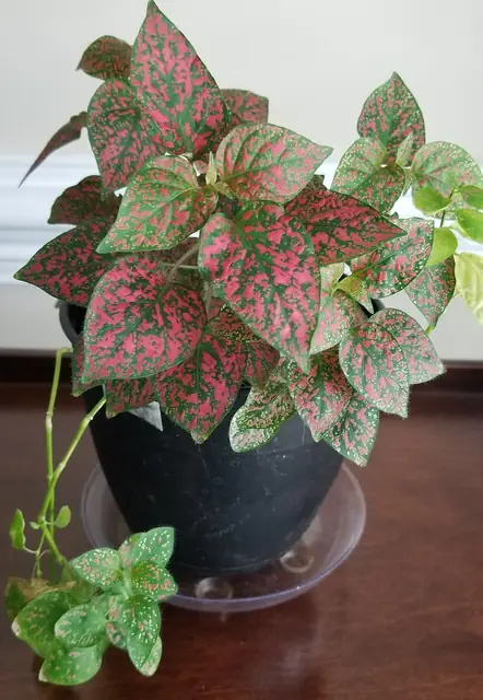 Hypoestes phyllostachya — port de la plante