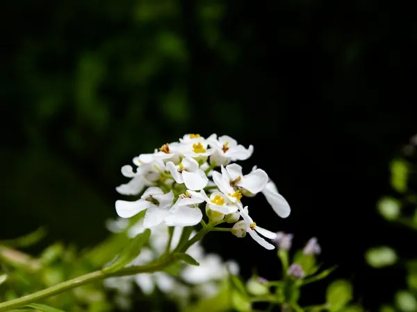 Iberis amara — floraison