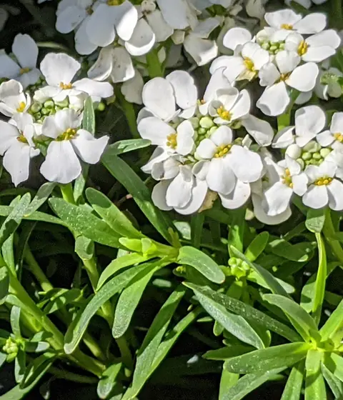 Iberis sempervirens — floraison