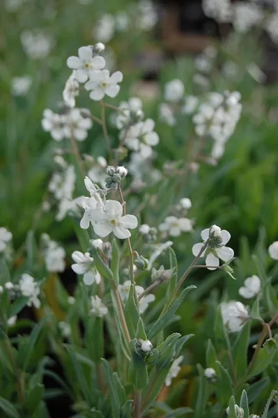 Iberodes linifolia — floraison