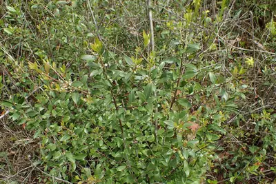 Ilex coriacea — port de la plante