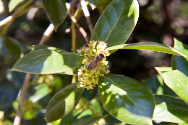 Ilex cornuta — floraison