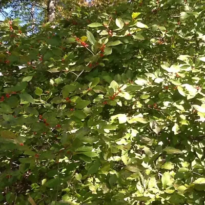 Ilex montana — port de la plante