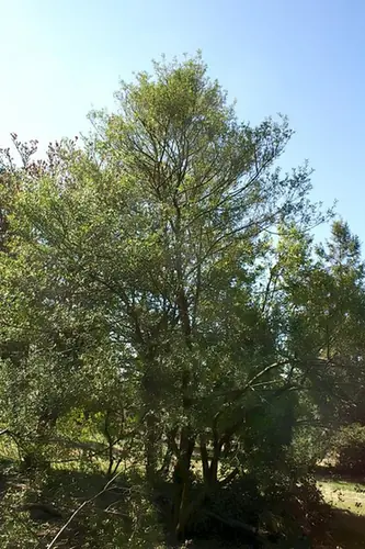 Ilex myrtifolia — port de la plante