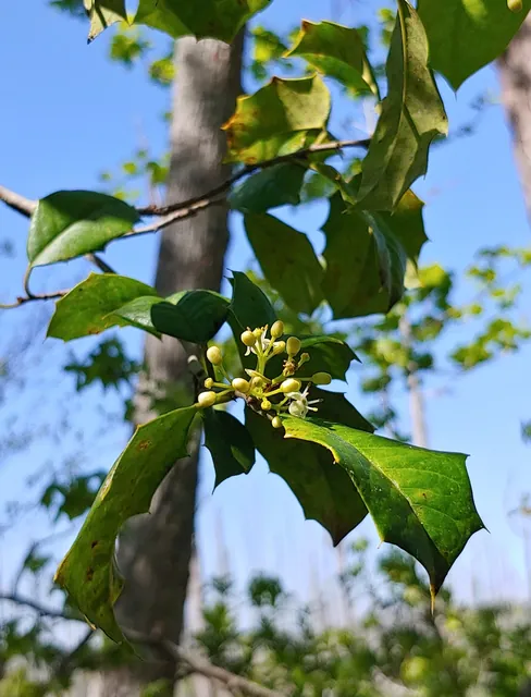 Ilex opaca — floraison