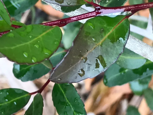 Ilex vomitoria — feuillage