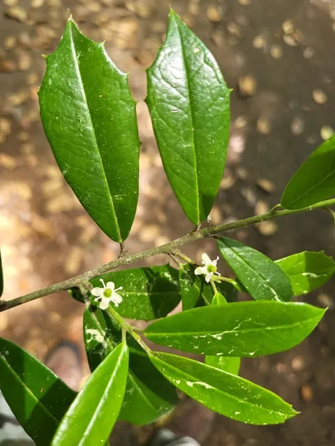 Ilex × attenuata — floraison