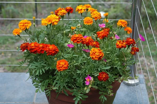 Œillet d'Inde — Tagetes patula