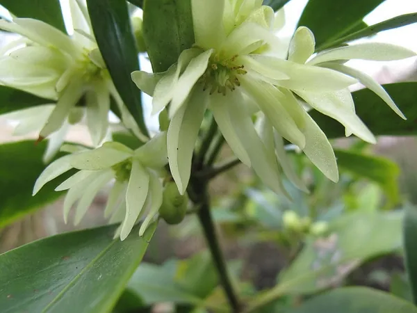 Illicium anisatum — floraison