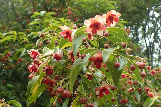 Illicium henryi — port de la plante