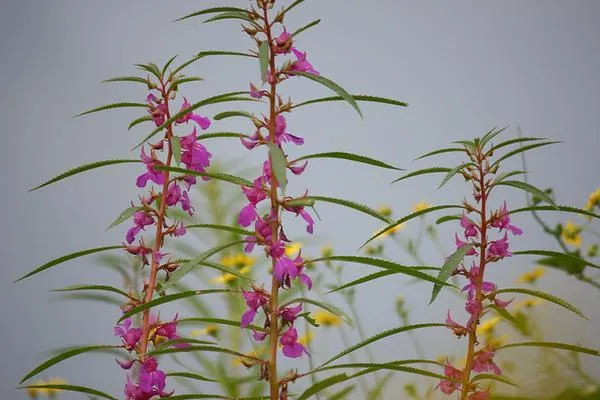 Impatiens balsamina — photographie botanique