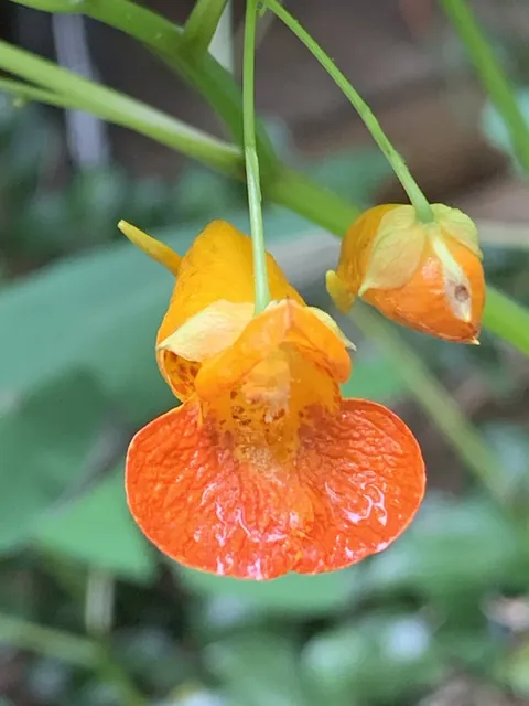 Impatiens capensis — floraison