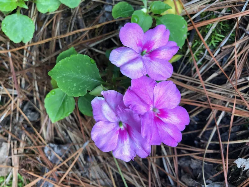 Impatiens — Impatiens walleriana