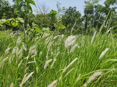 Imperata cylindrica — port de la plante