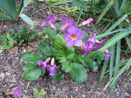 Incarvillea delavayi — port de la plante
