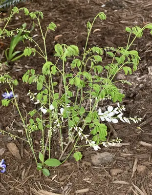 Indigofera decora — port de la plante