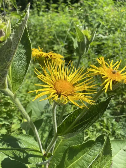 Inula helenium — floraison