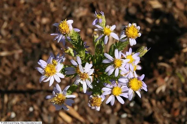 Ionactis linariifolia — floraison