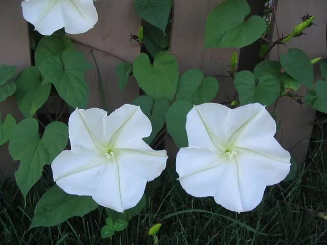 Ipomoea alba — floraison