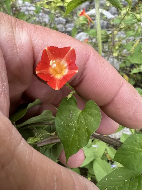 Ipomoea coccinea — floraison