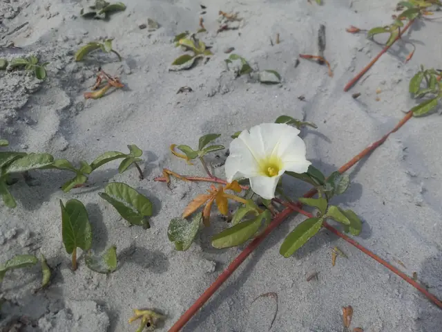 Ipomoea imperati — floraison
