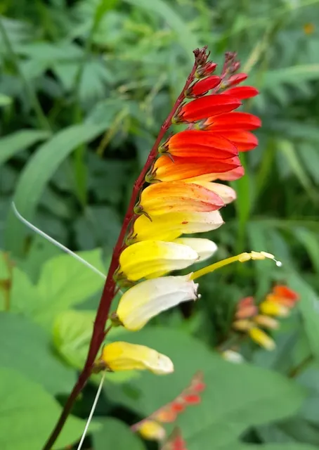 Ipomoea lobata — floraison