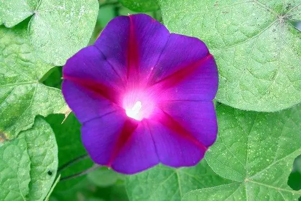 Ipomoea purpurea — floraison
