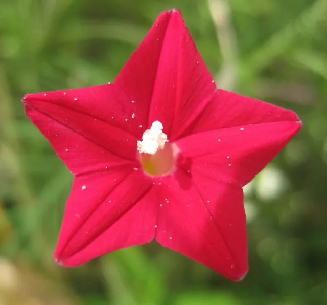 Ipomoea quamoclit — floraison