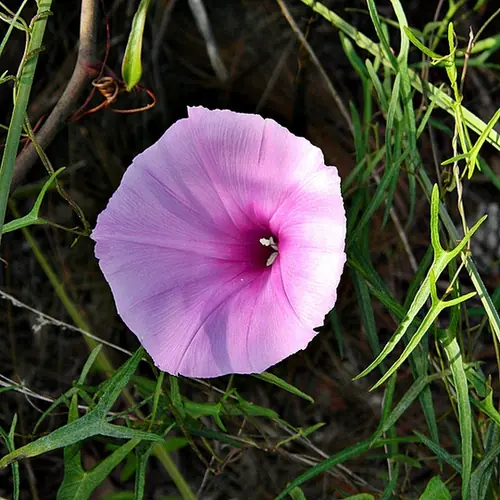 Ipomoea sagittata — floraison