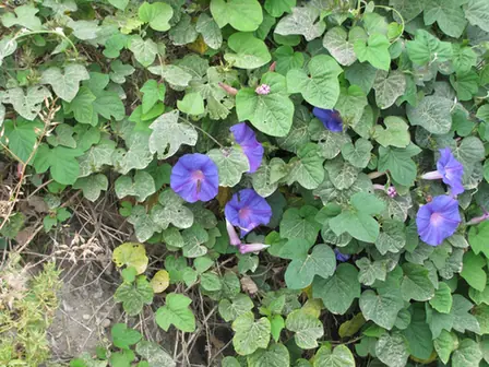 Ipomoea tricolor — floraison