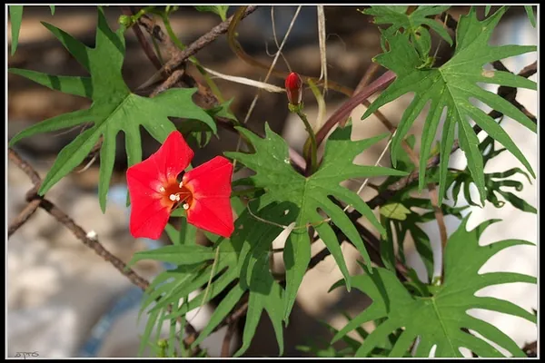 Ipomoea × multifida — floraison