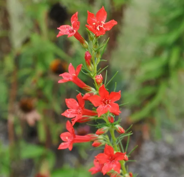 Ipomopsis rubra — floraison
