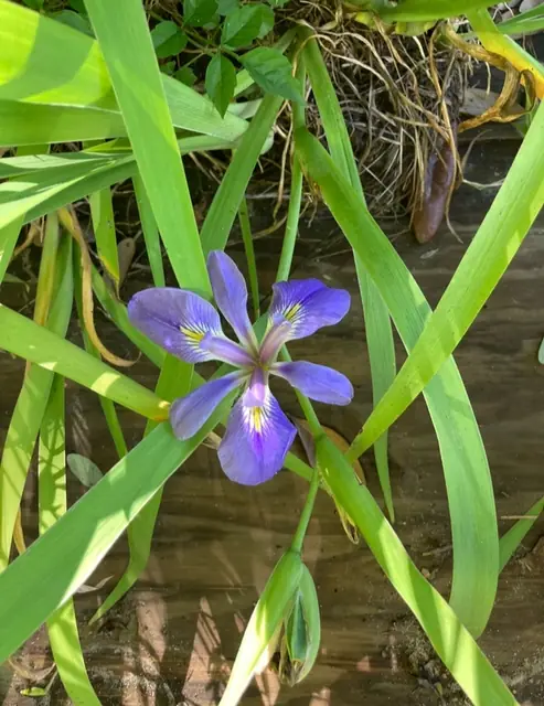 Iris brevicaulis — floraison