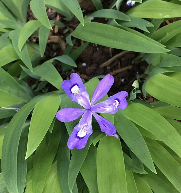 Iris cristata — floraison