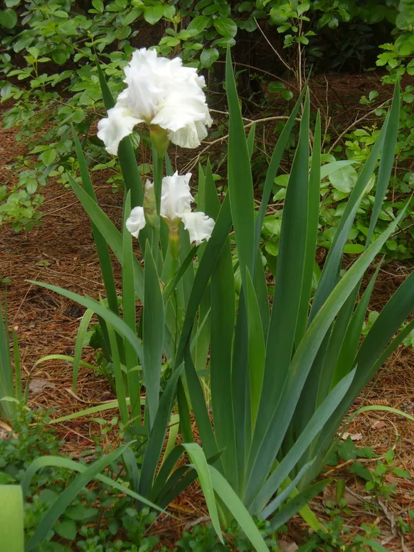 Iris des jardins — Iris germanica