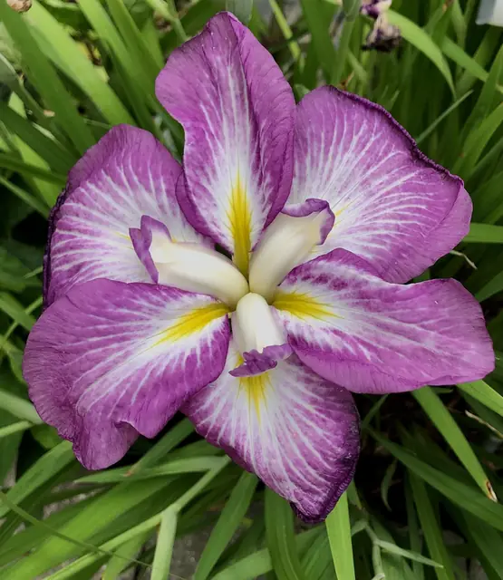 Iris ensata — floraison