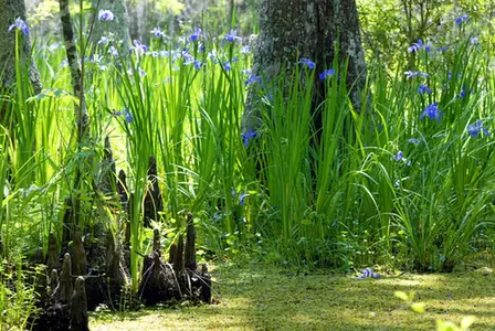 Iris hexagona — port de la plante