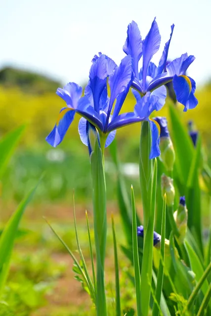 Iris laevigata — floraison