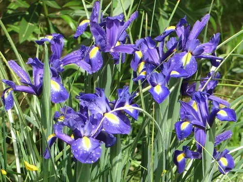 Iris latifolia — floraison