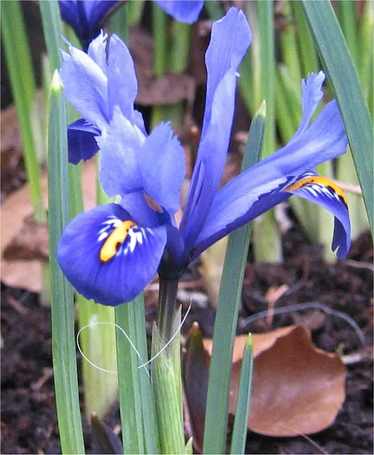 Iris reticulata — floraison
