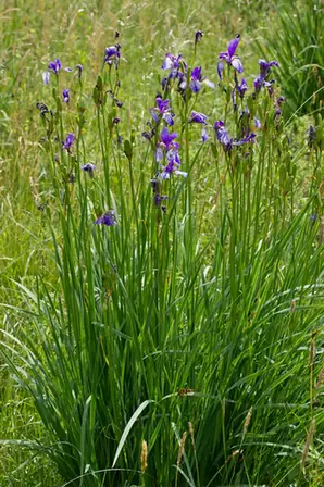 Iris sanguinea — port de la plante