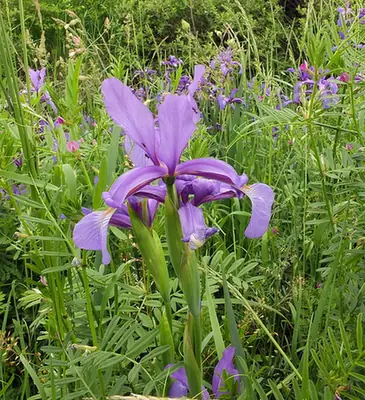 Iris spuria — floraison