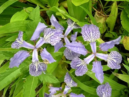 Iris tectorum — floraison