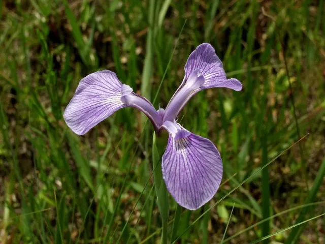 Iris tridentata — floraison