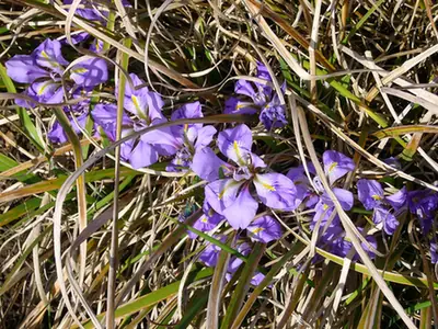 Iris unguicularis — floraison