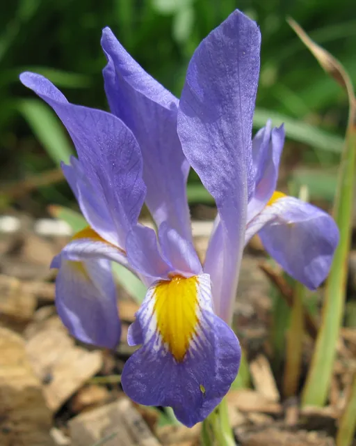 Iris verna — floraison