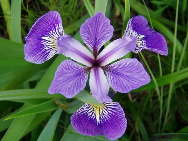 Iris versicolor — floraison