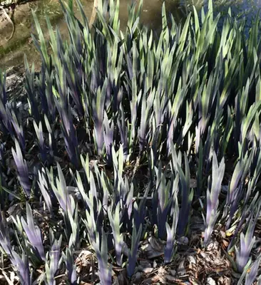 Iris virginica — port de la plante