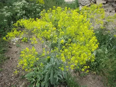 Isatis tinctoria — floraison