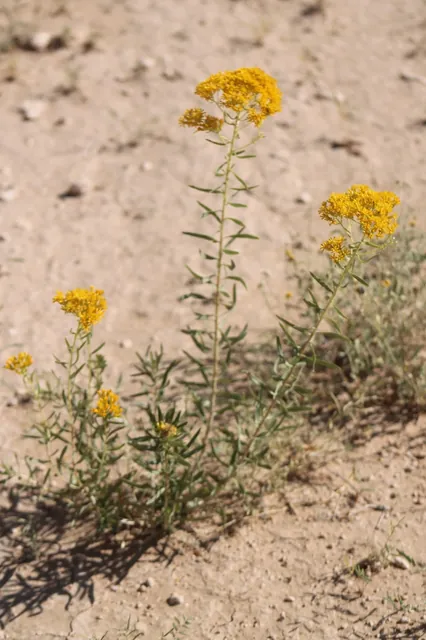 Isocoma pluriflora — port de la plante